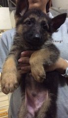 German Shepherd - Parents Imported  - German Shepherd Dog Dog