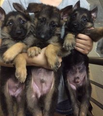 German Shepherd - Parents Imported  - German Shepherd Dog Dog