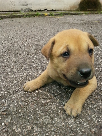 Cumin - Mixed Breed Dog