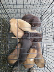 Put all eight in the cage to take them outside for a photo session. 