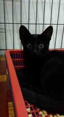 Charcoal (Pls Read Description) - Bombay Cat