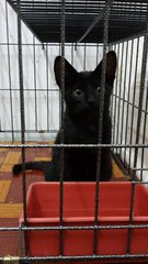 Charcoal (Pls Read Description) - Bombay Cat