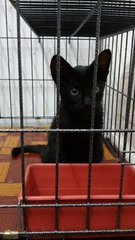 Charcoal (Pls Read Description) - Bombay Cat