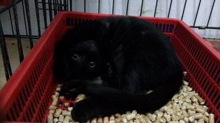 Charcoal (Pls Read Description) - Bombay Cat