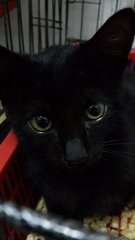 Charcoal (Pls Read Description) - Bombay Cat