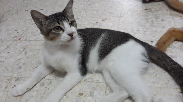 Fish (Pls Read Description) - Domestic Short Hair Cat