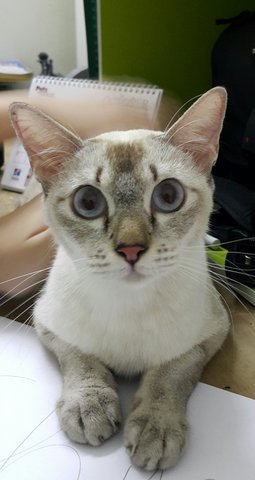 Star - Siamese Cat