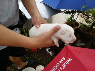 Klang Jaya  - Mixed Breed Dog