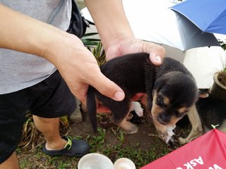 Klang Jaya  - Mixed Breed Dog