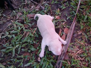 Klang Jaya  - Mixed Breed Dog