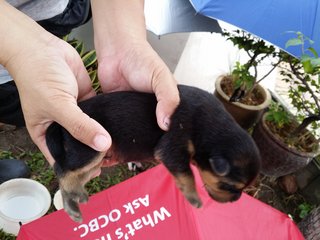 Klang Jaya  - Mixed Breed Dog