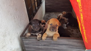 Puppies - Mixed Breed Dog