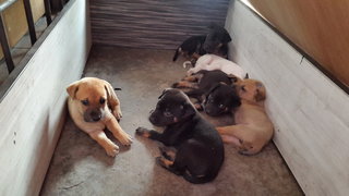 Puppies - Mixed Breed Dog