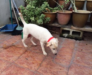 Angel - Labrador Retriever Mix Dog