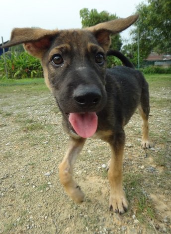 Big Punch - German Shepherd Dog Mix Dog