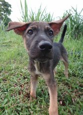 Big Punch - German Shepherd Dog Mix Dog