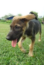 Big Punch - German Shepherd Dog Mix Dog