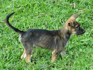 Big Punch - German Shepherd Dog Mix Dog