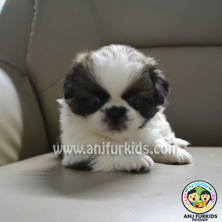 Adorable Shih Tzu Mix Pekingese Pup - Shih Tzu + Pekingese Dog