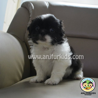 Adorable Shih Tzu Mix Pekingese Pup - Shih Tzu + Pekingese Dog