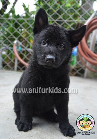 Bigbone Black Female German Shepherd Pup - German Shepherd Dog Dog