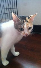 Heidi - Domestic Short Hair Cat