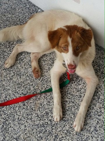 Nana - Border Collie Mix Dog