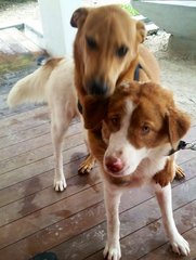 Nana - Border Collie Mix Dog