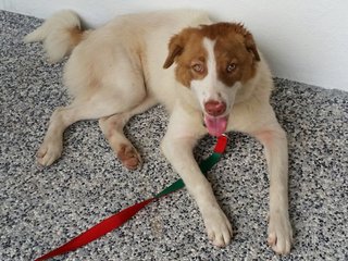 Nana - Border Collie Mix Dog