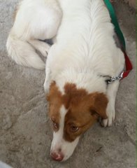 Nana - Border Collie Mix Dog