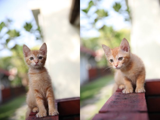 Orange - Domestic Short Hair Cat