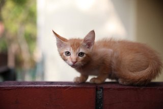 Orange - Domestic Short Hair Cat