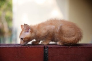 Orange - Domestic Short Hair Cat