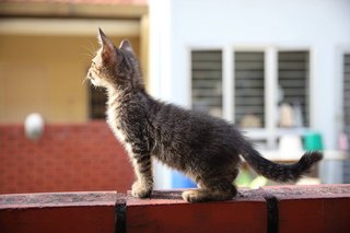 Bubbly - Domestic Short Hair Cat