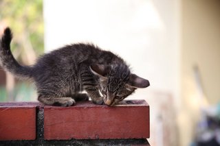 Bubbly - Domestic Short Hair Cat