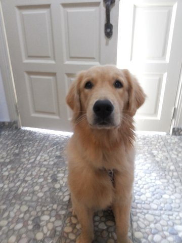 Sunny - Golden Retriever Dog