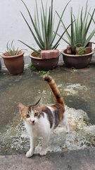 Fafa - Calico Cat