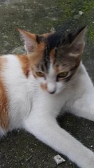 Fafa - Calico Cat