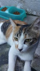 Fafa - Calico Cat