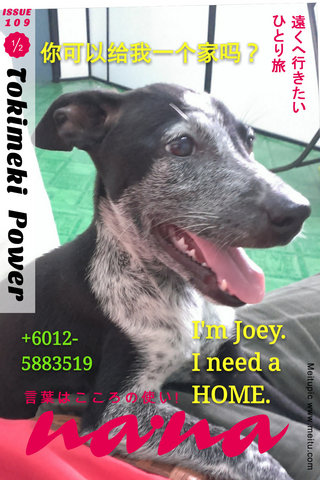 Joey - Labrador Retriever Dog