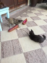 Bubu &amp; Betty - Domestic Short Hair Cat