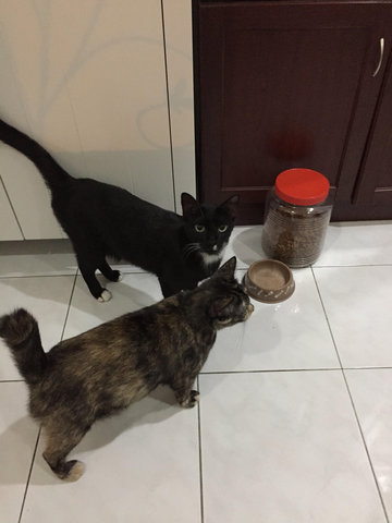 Bubu &amp; Betty - Domestic Short Hair Cat