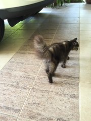 Velvet - Domestic Long Hair Cat