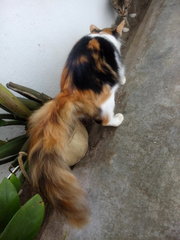 fluffy tail, will cheer up your mood to see her running.