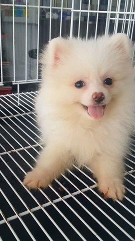 Creamwhite Female Pomeranian P15 - Pomeranian Dog