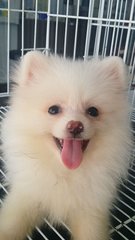 Creamwhite Female Pomeranian P15 - Pomeranian Dog