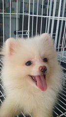 Creamwhite Female Pomeranian P15 - Pomeranian Dog