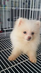 Creamwhite Female Pomeranian P15 - Pomeranian Dog