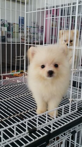 Cream Tiny Female Pomeranian P18 - Pomeranian Dog