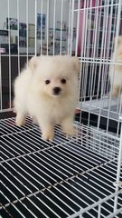 Cream Tiny Female Pomeranian P18 - Pomeranian Dog